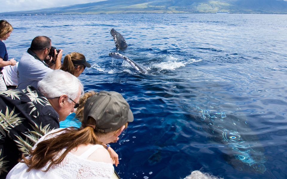 Maui: Eco-Friendly Whale Watching Tour From Maalaea Harbor - Inclusions and Amenities