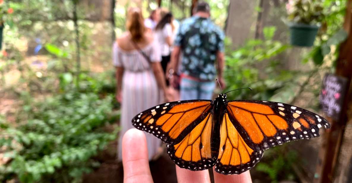 Maui: Interactive Butterfly Farm Entrance Ticket - Booking Information