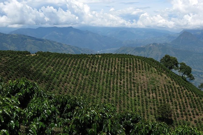 Medellín Coffee Tour to Concordia - Tasting Different Coffee Varieties