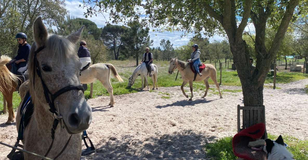 Melides: Horseback Riding on the Beach With Transfer Lisbon - Highlights of the Experience