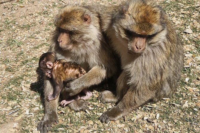 Middle Atlas Mountains, Cedar Forest and Azrou Day Trip From Fez - Monkeys in the Cedar Groves