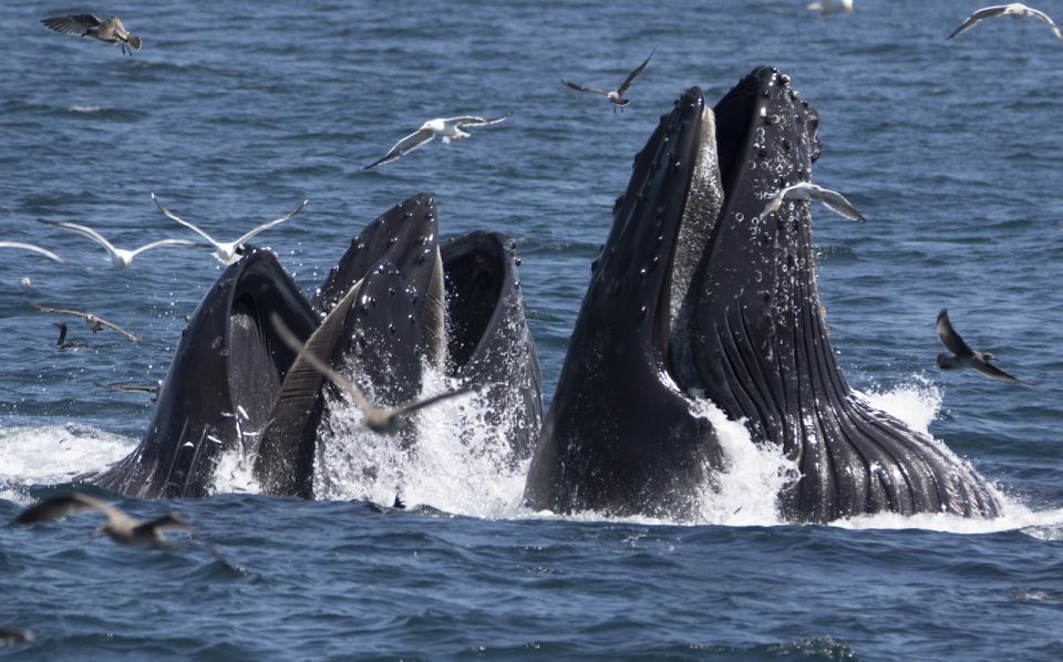 Monterey: Whale Watching Tour With a Marine Guide - Marine Wildlife