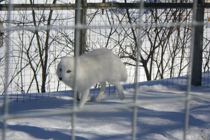 Montreal Zoo, Private Half Day Tour - Avoiding Crowds With Private Transport