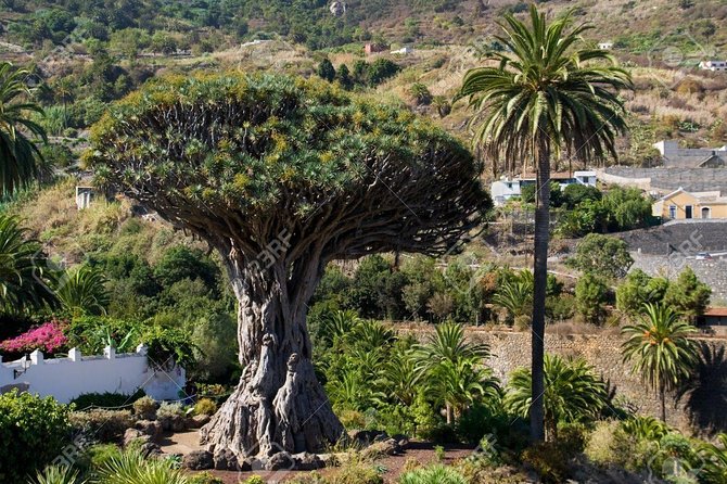 Mt. Teide and Masca Valley Tour in Tenerife - Pickup and Meeting Point