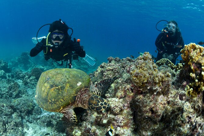 Muscat Diving Experience to Daymaniyat Islands - Activity Details