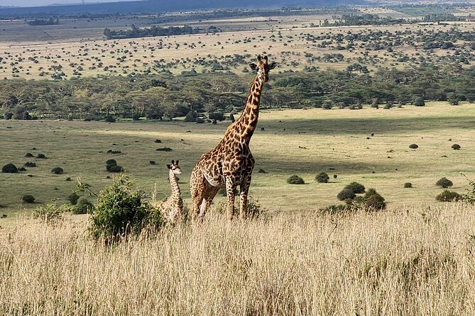 Nairobi National Park and Giraffe Center Tour - Suitability