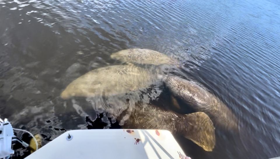 Naples, FL: Manatee, Dolphin, 10,000 Islands Beach Eco Tour - Wildlife Sightings