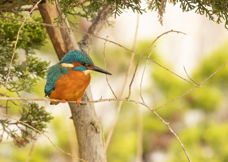 New Forest Discovery Walk (Lymington) - Pricing and Booking Details