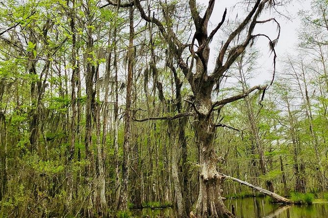 New Orleans Self-Transport Swamp and Bayou Boat Tour - Wildlife Viewing