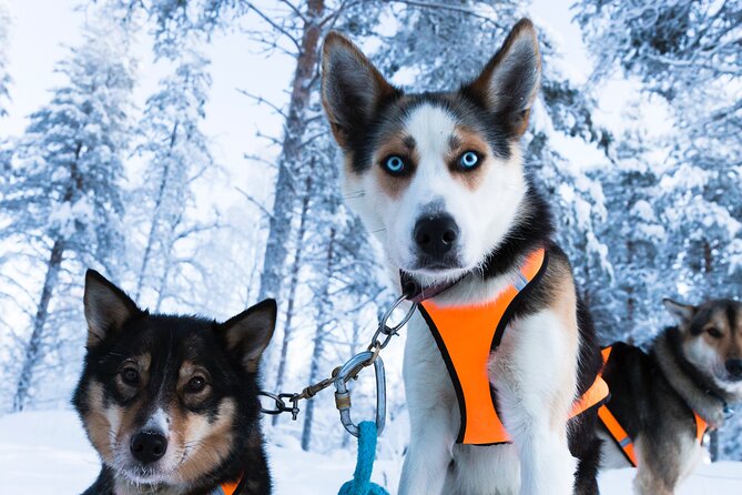 Nulkki Husky Adventure - Meeting and Pickup Information