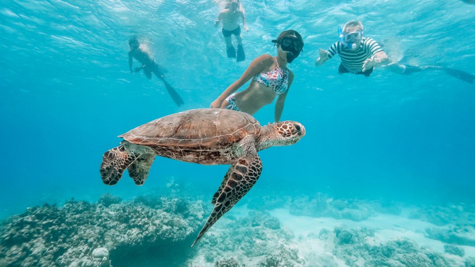 Oahu: Waikiki Turtle Snorkeling Adventure - Inclusions and Equipment