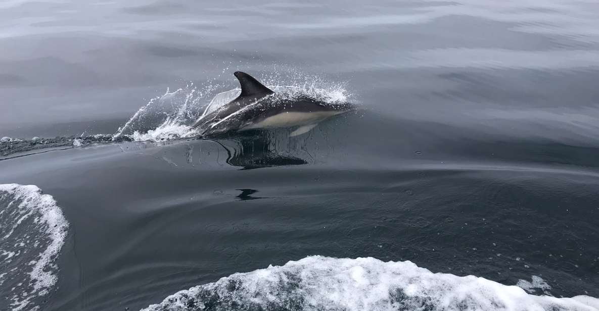 Observation of Dolphins - Experience Highlights