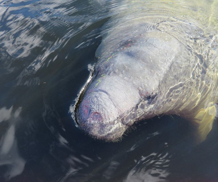 Orlando: Small Group Manatee Discovery Kayak Tour - Itinerary