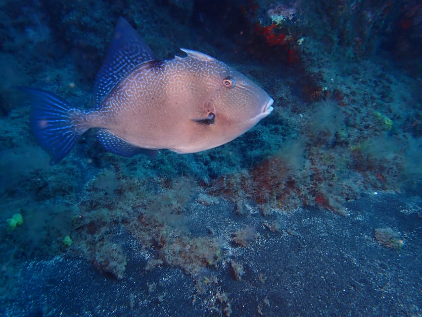 PADI Discover Scuba Diving Los Cancajos La Palma - Diving Experience