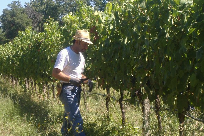 Picnic Deluxe in Assisi for 2 and Wine Tasting of 5 Wines - Paired With SAIO Wines