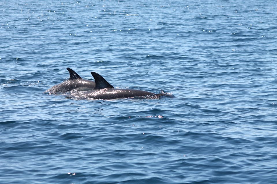 Portimão: 2-Hour Dolphin Watching Boat Tour - Tour Details