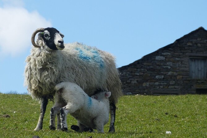 Private All Creatures Great and Small Yorkshire Dales Tour From York - Learning About Yorkshire Dales History