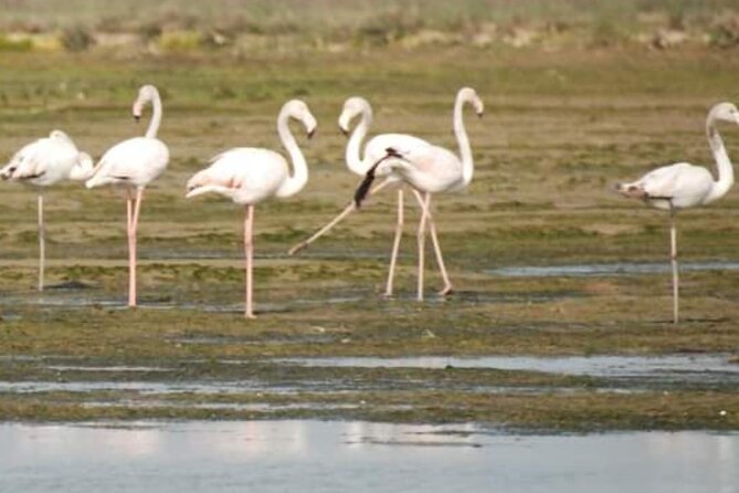 Private Boat Tour to Murano, Burano, Torcello - Meeting and Pickup