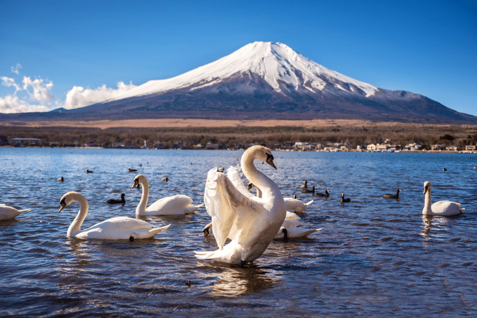 Private Charter Car One Day Trip for Mt Fuji - Customer Reviews