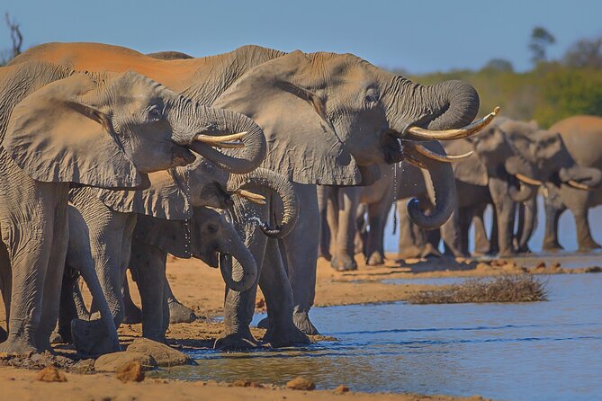 Private Full Day Safari (10 Hours) in Kruger National Park - Inclusions and Amenities