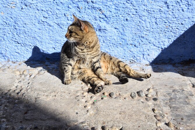 Private Full Day Trip To Chefchaouen From Fez - Cancellation and Refund Policy