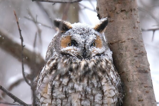 Private Guided Owl Prowl to Observe and Photograph Wild Owls - Physical Fitness Requirement