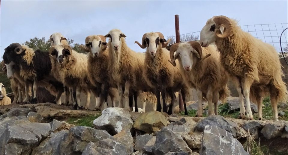 Private Guided Tour to Lasithi Plateau Villages & Zeus Cave - Key Stops