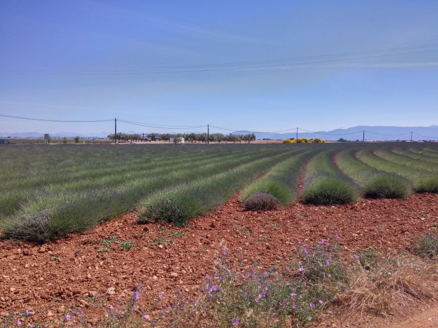 Private Lavender of Provence Tour - Lavender Fields Appreciation