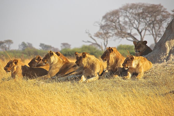 Private Safari Nairobi National Park in 4*4 Landcruiser - Photographic Opportunities