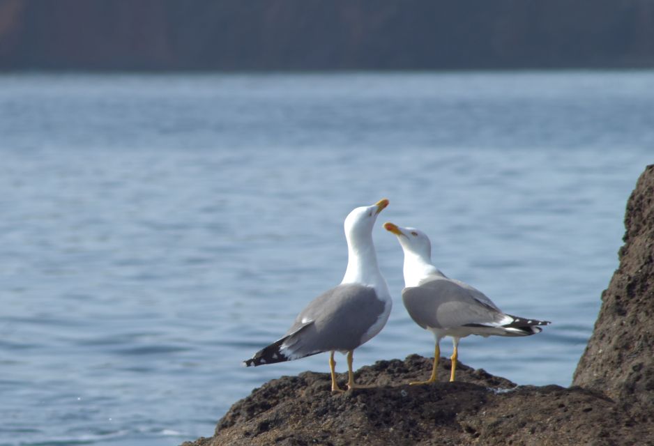 Quinta Do Lorde: Kayak Experience to Ponta De São Lourenço - Kayaking Itinerary and Highlights