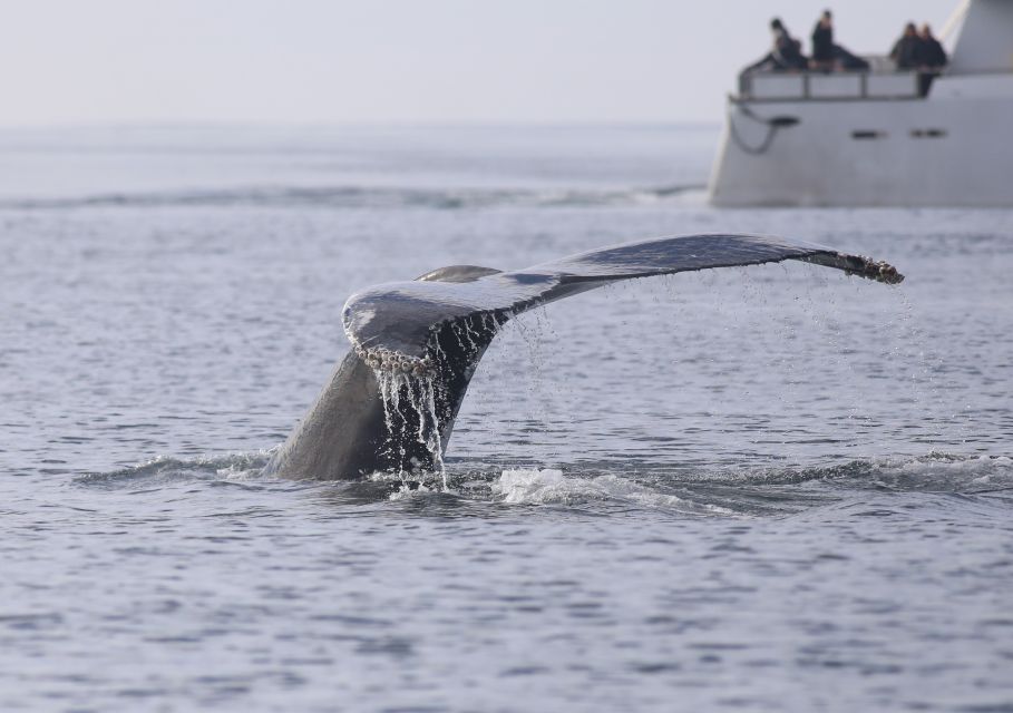 Reykjavik: Whale Watching Tour - Highlights of the Experience