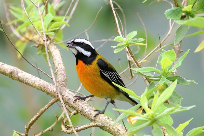 Rocklands Bird Sanctuary and Montego Bay Highlights Tour From Falmouth - Explore Rocklands Bird Sanctuary