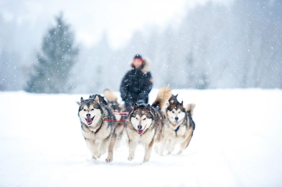 Rovaniemi: Husky Safari on a Snowy Trail - Dog Sled Adventure