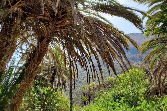 Sahara Desert and Paradise Valley Including Tajine for Lunch - Customer Reviews and Feedback