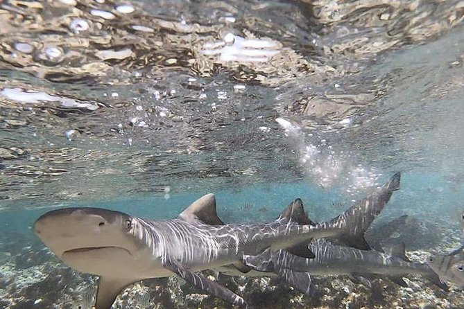 Sal Island: Shark Bay Shark Watching Experience From Santa Maria - What to Bring