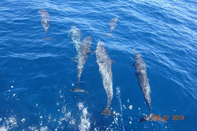 Sea Trip and Observation of Cetaceans, Dolphins in Small Groups - Amenities and Inclusions