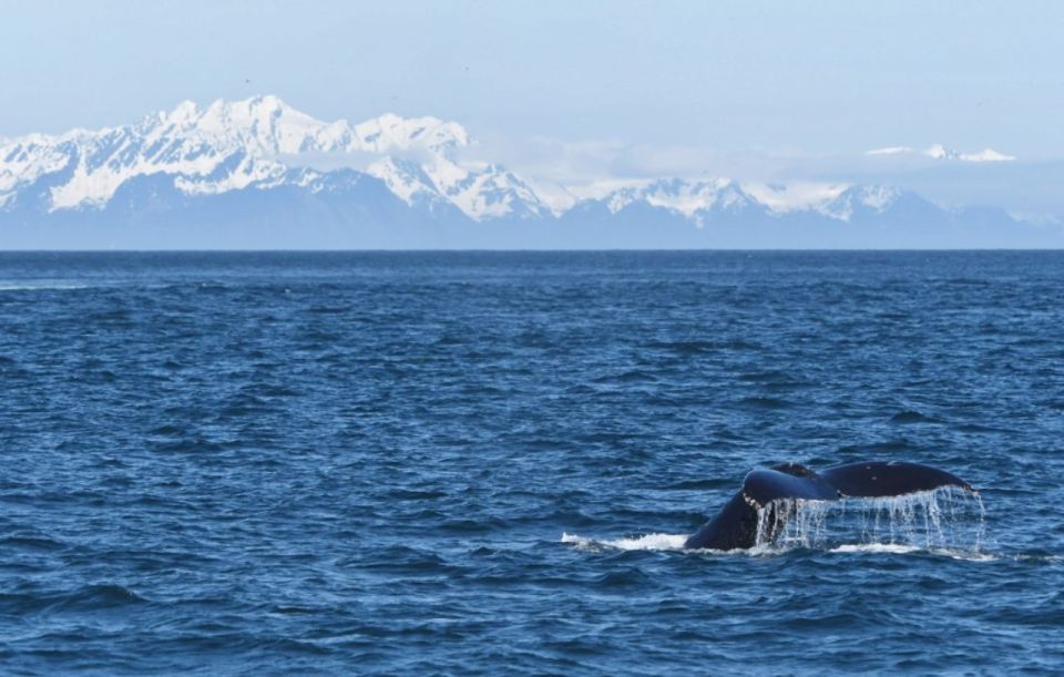 Seward: Spring Wildlife Guided Cruise With Coffee and Tea - Inclusions