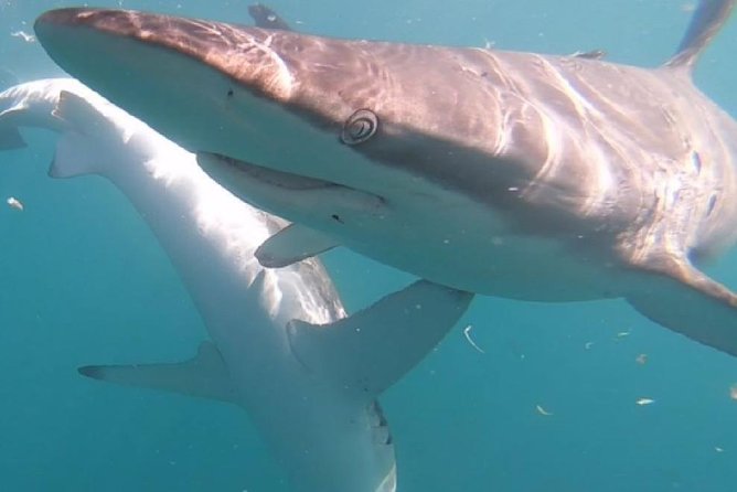 Shark Cage Diving - Adventure Meets Conservation! - Meeting Point and Pickup Options