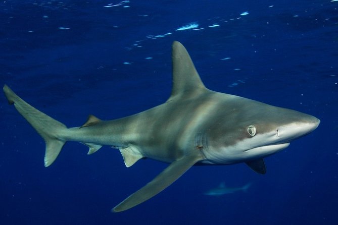 Shark Cage Diving In Oahu - Included Amenities and Logistics