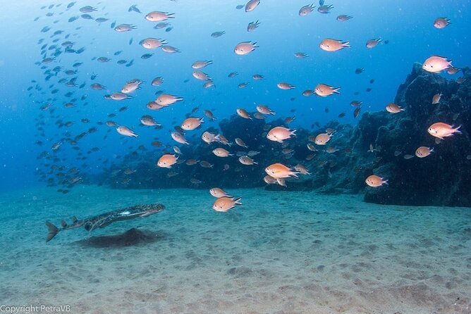 Single Scuba Try-Dive in Puerto Del Carmen - Small Groups - 2 Hours - Health and Safety