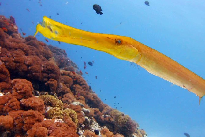 Snorkeling at Mnemba Atoll - Logistical Information