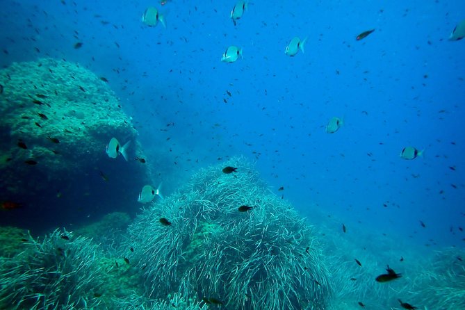 Snorkeling Excursion in Tabarca Island - Experience Highlights