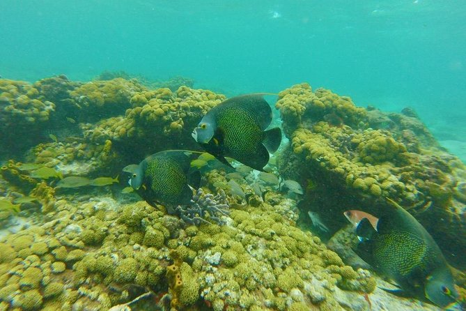 Snorkeling Tour (with Light Refreshments) - Booking Confirmation