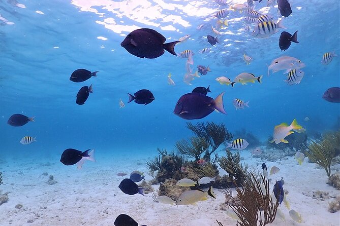 Stingray City and Barrier Reef Snorkel - Traveler Requirements and Accessibility