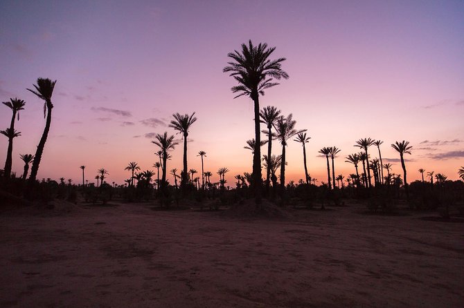 Sunset Camel Ride in the Palm Groves of Marrakech - Testimonials and Guest Reviews