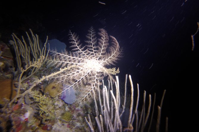 Sunset Night Dive for Certified Divers in St Thomas - Health and Safety Requirements