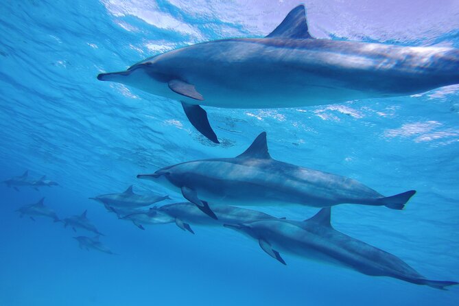 Swimming With Dolphin VIP Snorkeling Sea Trip With Lunch and Transfer - Hurghada - Trip Duration and Group Size