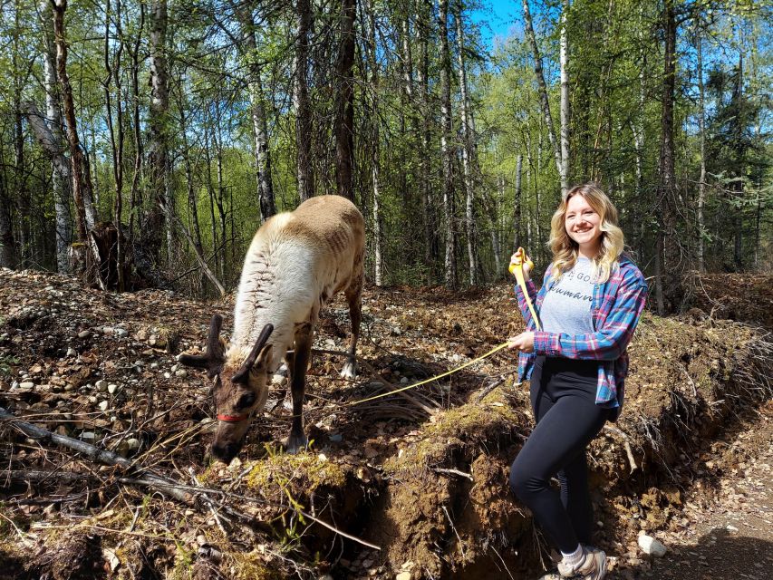 Talkeetna: A Walk in the Woods...with Reindeer! - Meet the Reindeer