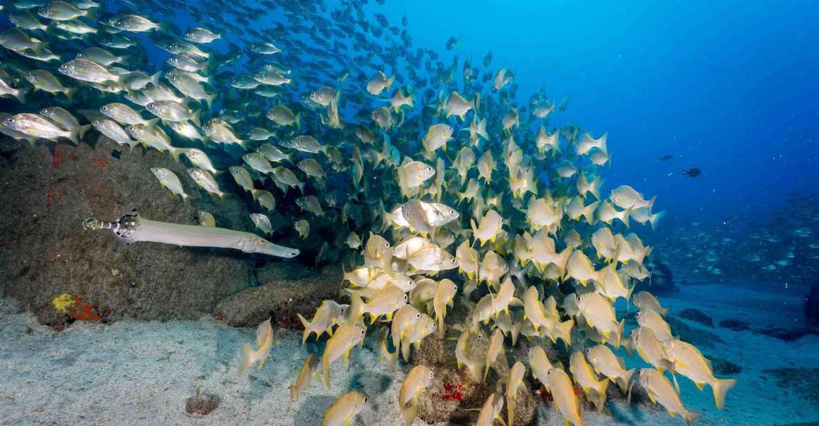 Tenerife; Guided Scuba Diving Trips by Boat in Small Groups - Diving Experience and Environment