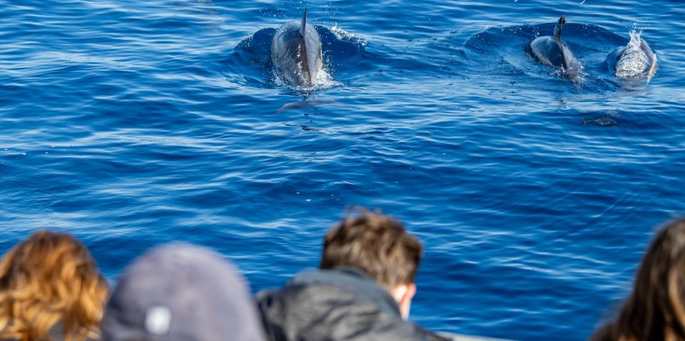 Terceira: Half-Day Dolphin and Whale Watching Tour - Inclusions